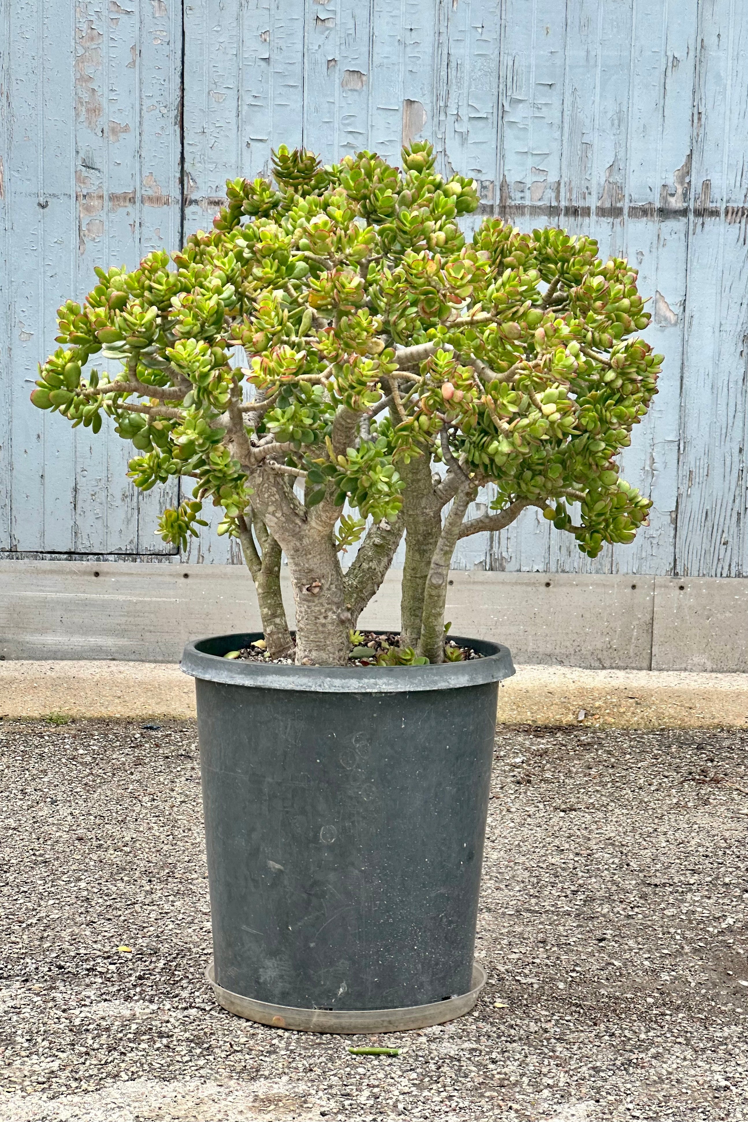 Crassula ovata 'Crosby's Jade' - 15g Succulent Plant for Home Decor, Office Desk, or Garden - Easy Care Indoor Houseplant for Beginners