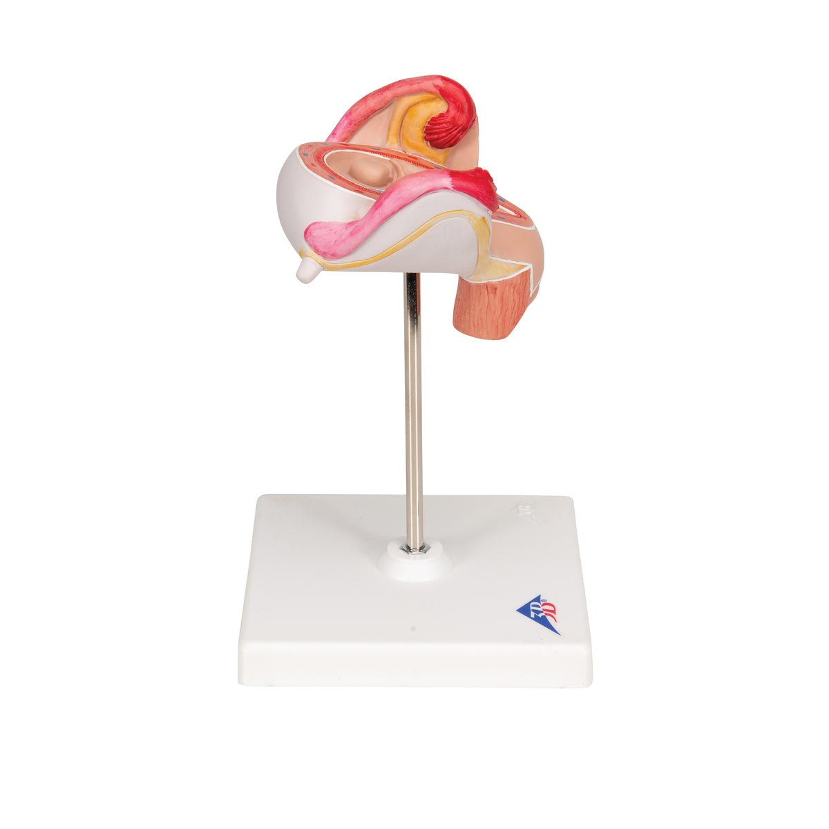 2-Month Human Embryo Model - High-Quality Educational & Medical Training Tool for Students, Doctors, and Researchers | Perfect for Anatomy Study, Classroom Demonstrations & Medical Research