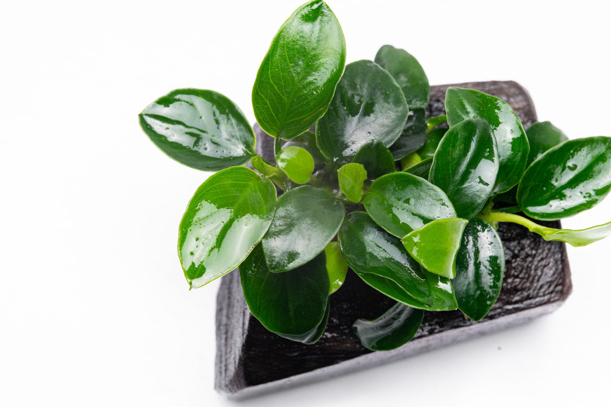Anubias Nana Petite Live Aquarium Plant on Natural Driftwood - Perfect for Nano Tanks, Aquascaping & Fish Tank Decorations