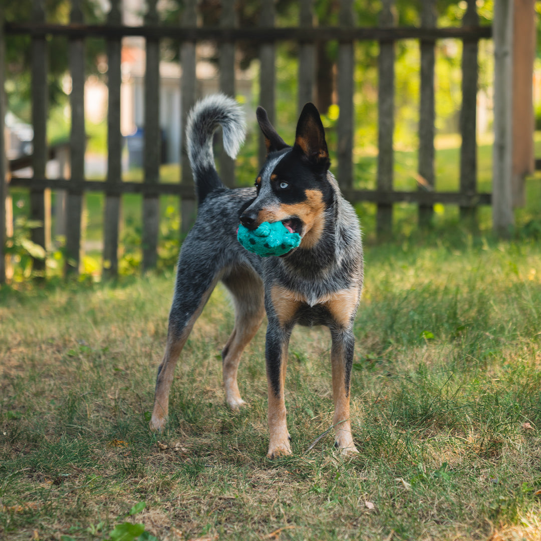 Zee.Dog Mr. X 2-in-1 Interactive Dog Toy - Chew Toy & Fetch Ball for Small to Medium Dogs - Perfect for Indoor Play & Outdoor Exercise