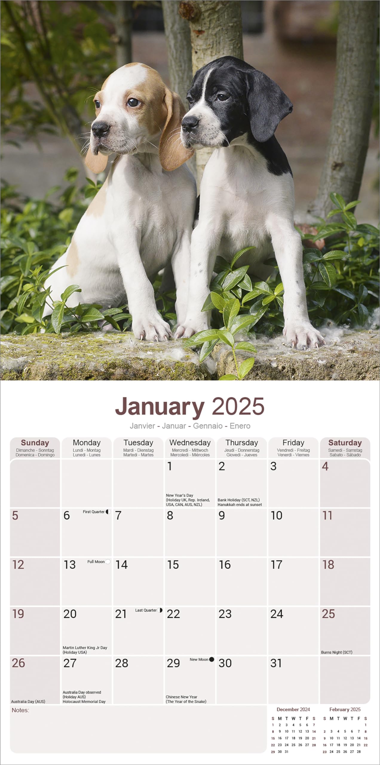 Pointer Dog Breed 2025-2026 Wall Calendar | 16-Month Square Planner for Dog Lovers - Perfect for Home, Office & Gifts