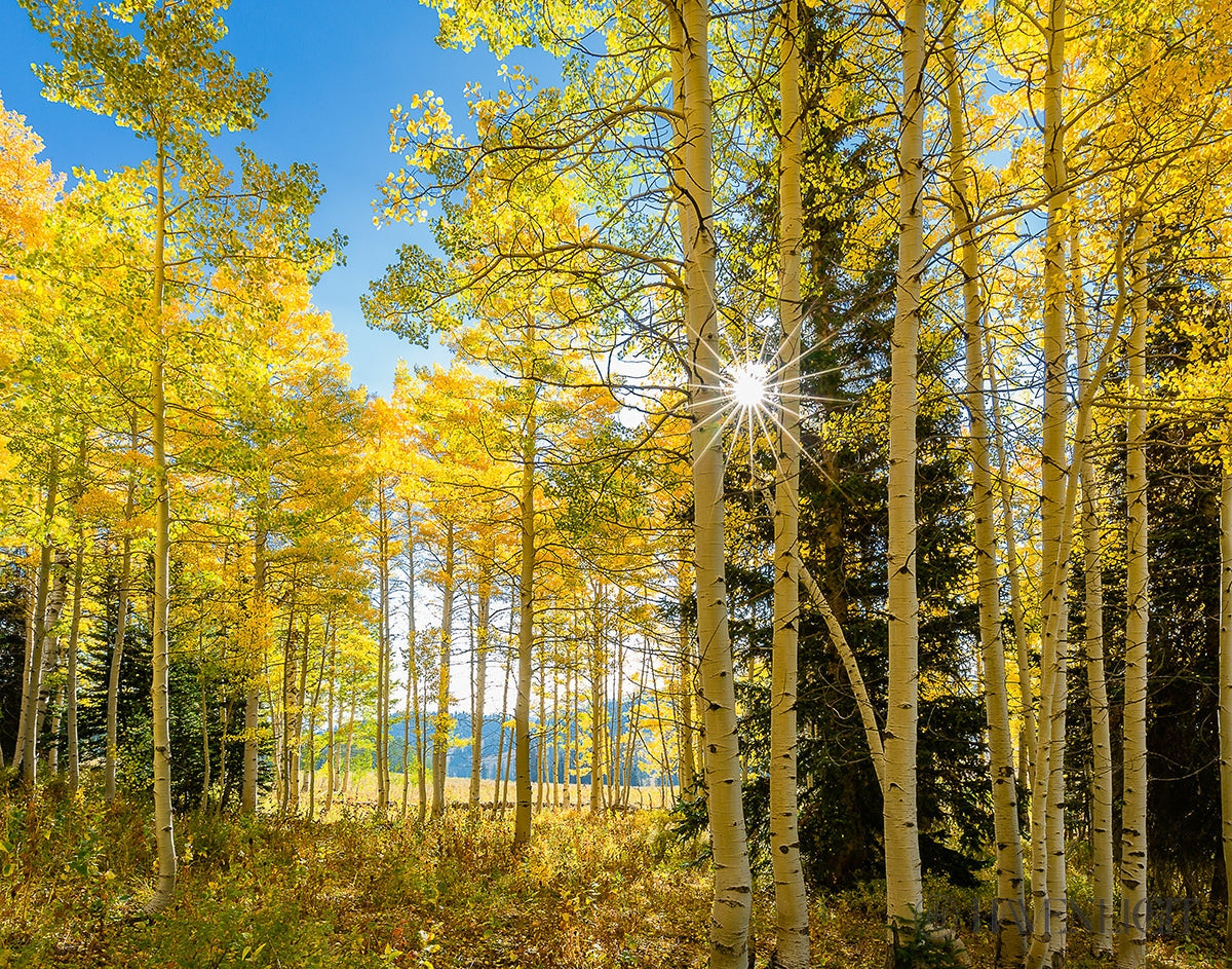 Autumn in the Rocky Mountains - Stunning Fall Foliage at Wasatch National Forest Utah | Perfect for Hiking, Photography & Nature Exploration