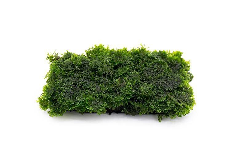 Premium TCulture Riccardia Chamedryfolia Moss on Stainless Steel Mesh (5x5cm) - Perfect for Aquascaping, Shrimp Tanks & Nano Aquariums
