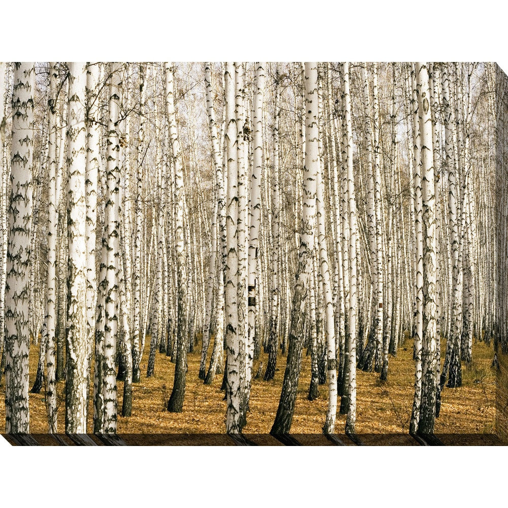 Birch Trees 3 - Giclee Print Canvas Wall Art - Nature Inspired Home Decor for Living Room, Bedroom & Office