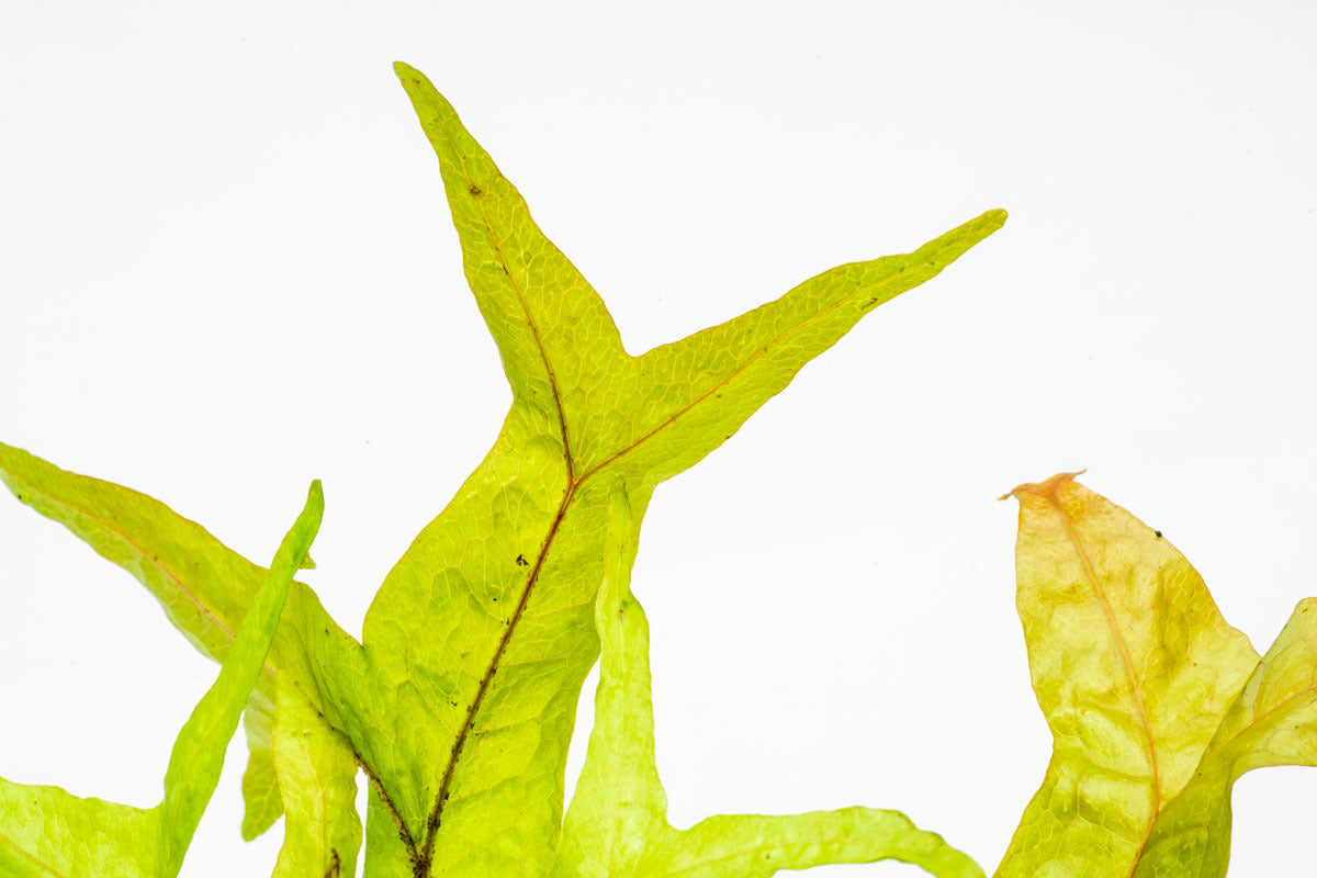 Microsorum Pteropus Fishtail - Java Fern Aquatic Plant for Freshwater Aquariums | Perfect for Fish Tanks, Aquascaping & Low-Light Aquarium Decor