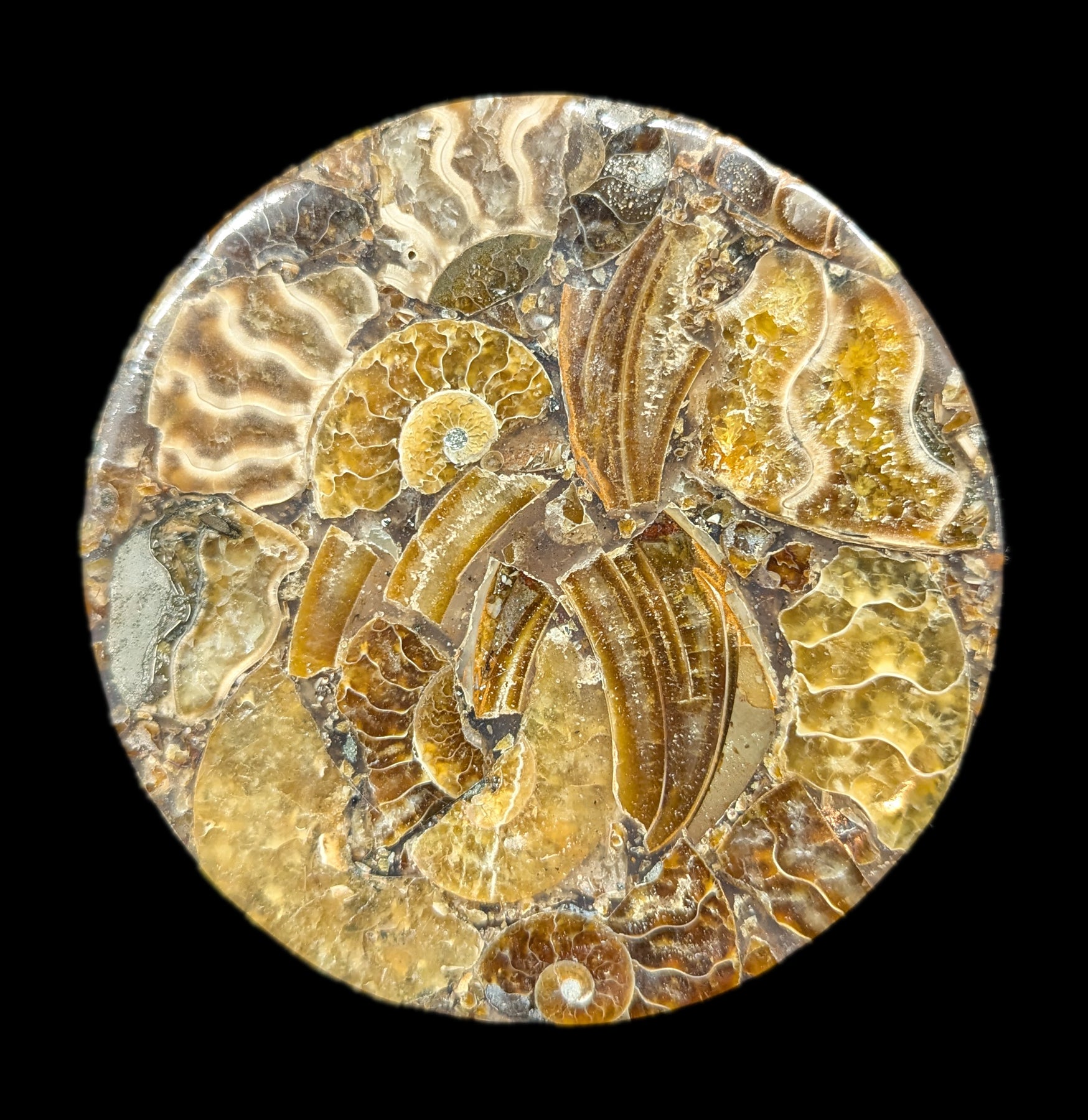 Natural Ammonite Fossil Coaster Set of 4 - Stone Drink Coasters for Home & Office - Perfect for Protecting Tables from Hot & Cold Beverages