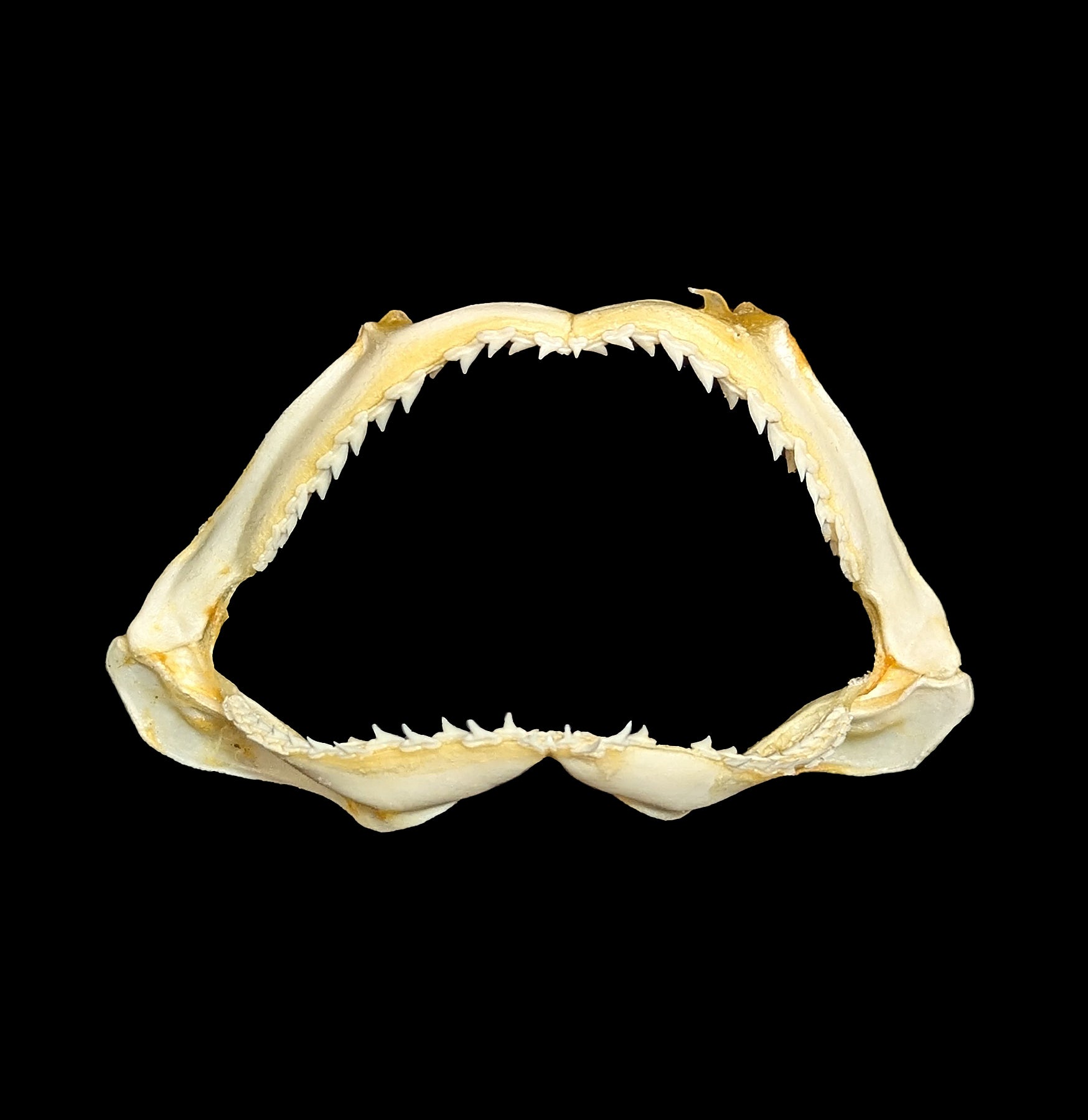 Authentic Bull Shark Jaw - Real Shark Teeth for Collectors, Home Decor, and Educational Use | Perfect for Marine Biology Enthusiasts and Unique Gift Ideas