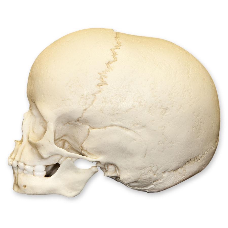 Authentic Replica 5-Year-Old Human Child Skull - Anatomical Model for Medical Study, Halloween Decor & Educational Display