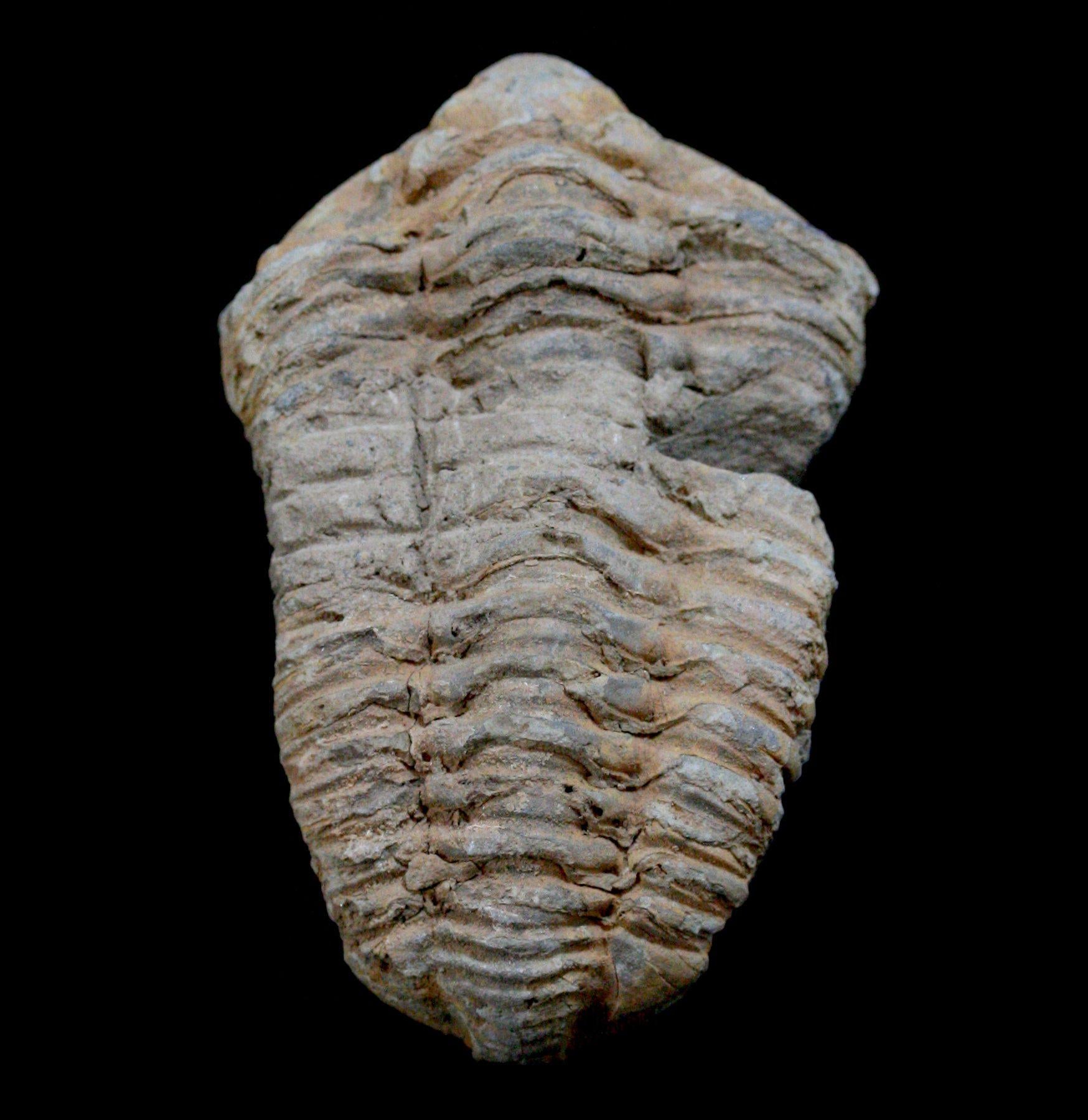 Authentic Trilobite Flexicalymene Fossil - Rare Prehistoric Marine Arthropod Specimen for Collectors, Education & Home Decor