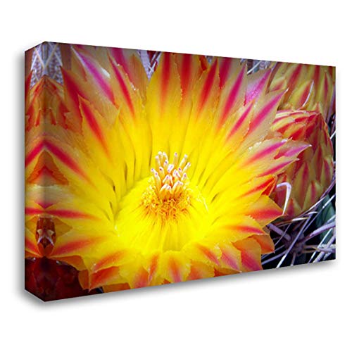 Douglas Taylor 24x16 Gallery Wrapped Stretched Canvas Art - Cactus Flower I Painting - Southwestern Wall Decor for Living Room, Bedroom & Office