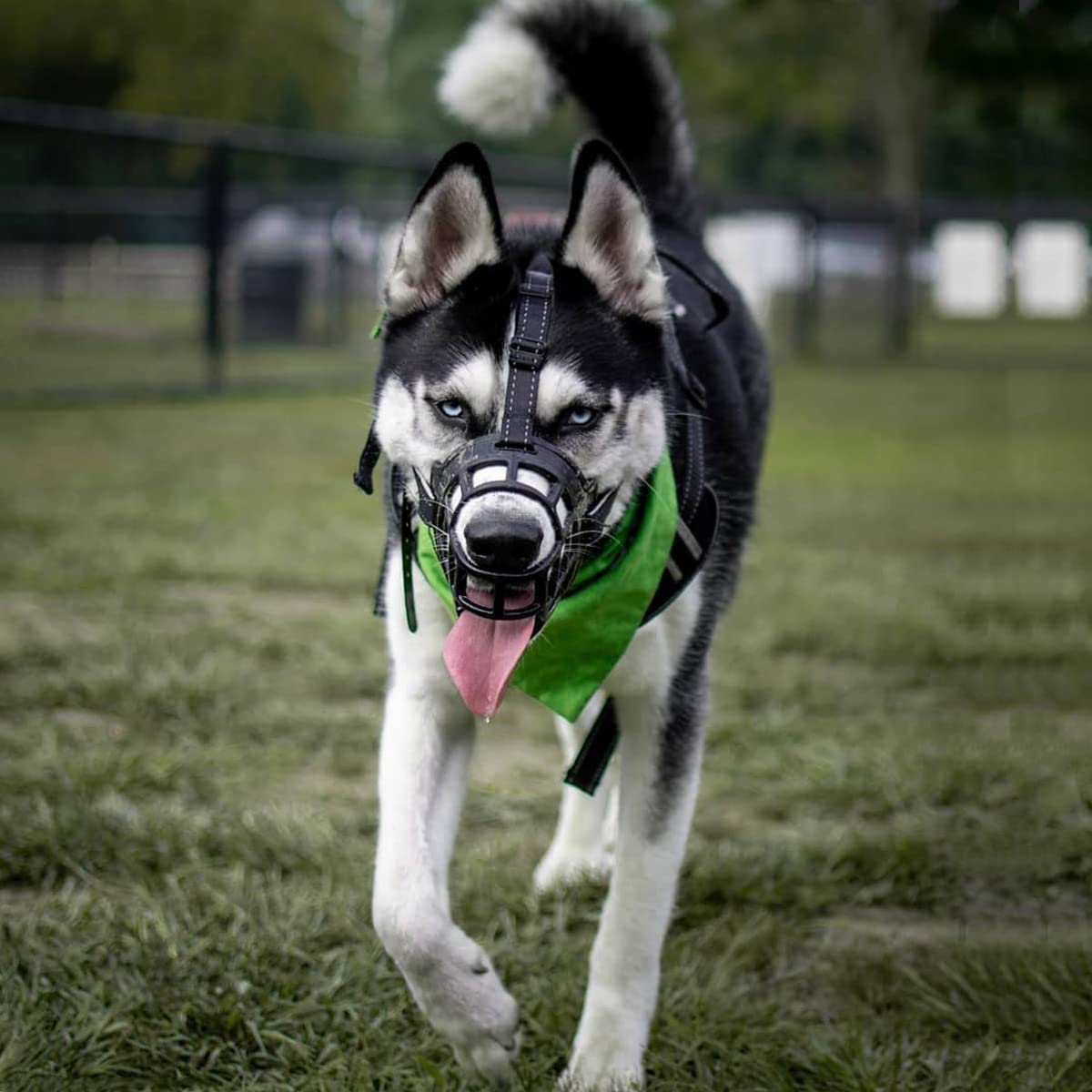 BARKLESS Soft Silicone Basket Dog Muzzle - Breathable & Adjustable for Comfort, Allows Panting Drinking & Treats - Stops Barking Biting Chewing - Includes Collar & Training Guide - Perfect for Training, Grooming, Vet Visits & Public Outings