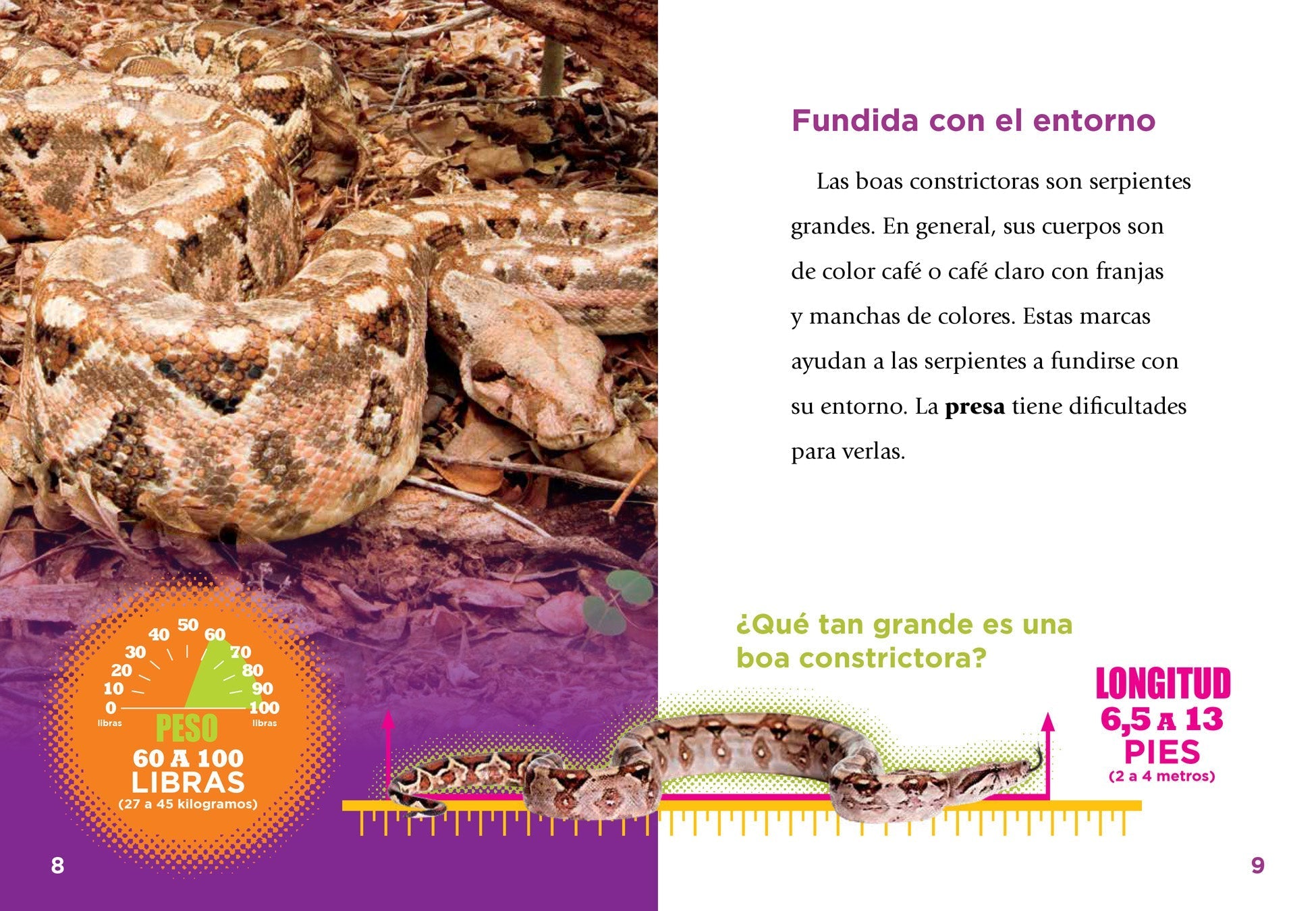 Live Boa Constrictor Snakes for Sale - Exotic Pet Reptiles for Enthusiasts & Breeders - Perfect for Terrariums, Educational Displays & Reptile Collections
