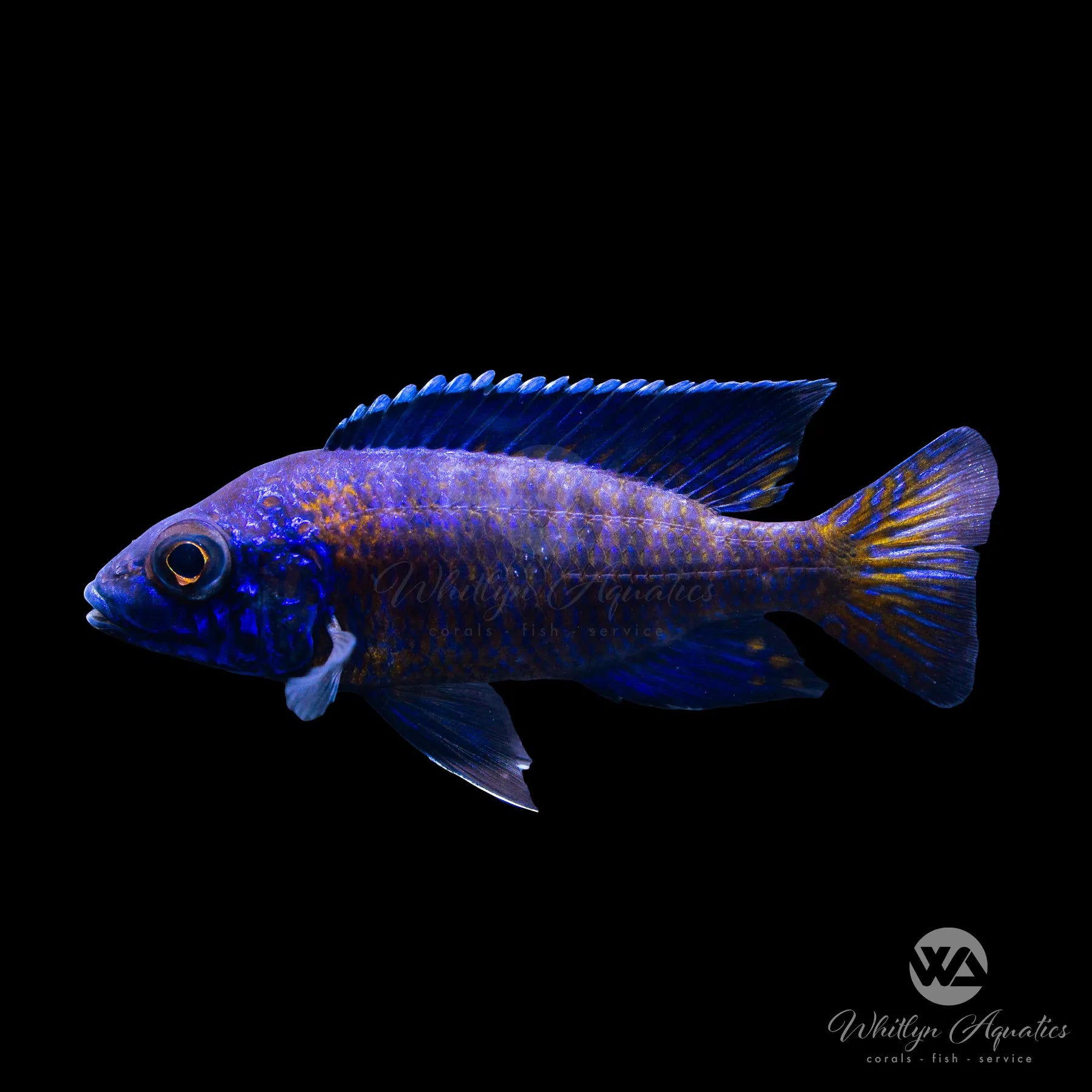 Aulonocara Stuartgranti Ngara Flametail Peacock Cichlid – Vibrant African Cichlid Fish for Aquariums & Fish Tanks