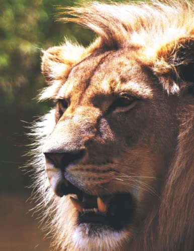 Lion Themed Composition Notebook for School - Wide Ruled Writing Journal for Students, College, Office & Note Taking - Perfect for Back to School Supplies, Homework & Daily Planner
