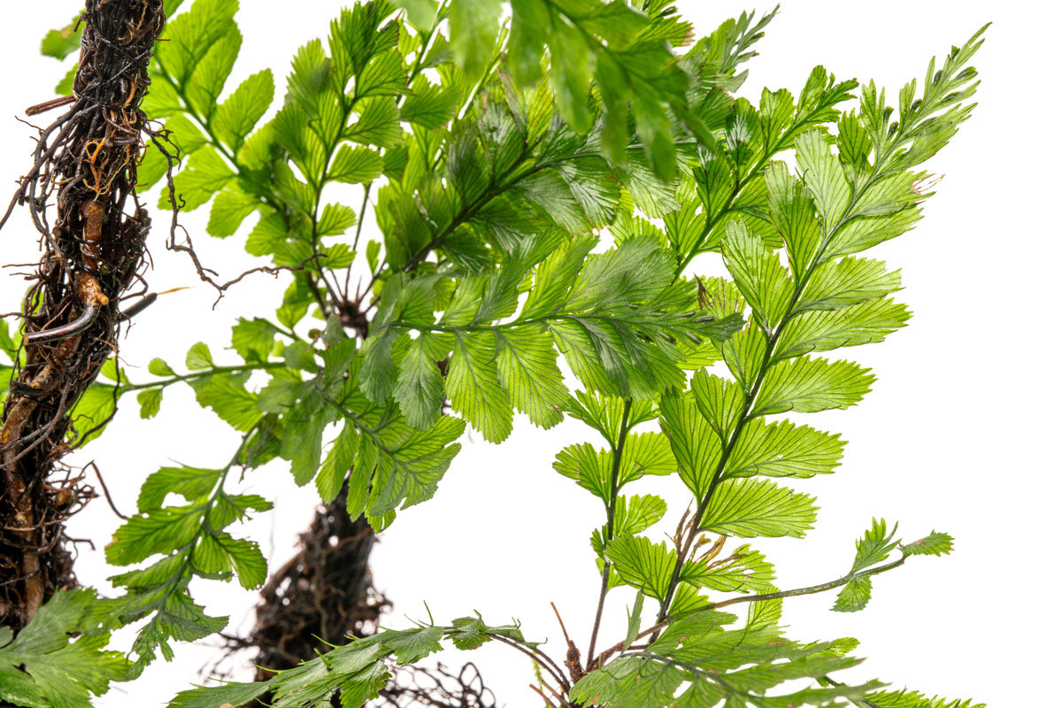 Trichomanes Javanicum Bonsai Tree - Rare Fern Miniature Plant for Home & Office Decor | Perfect for Zen Gardens, Terrariums, and Indoor Greenery
