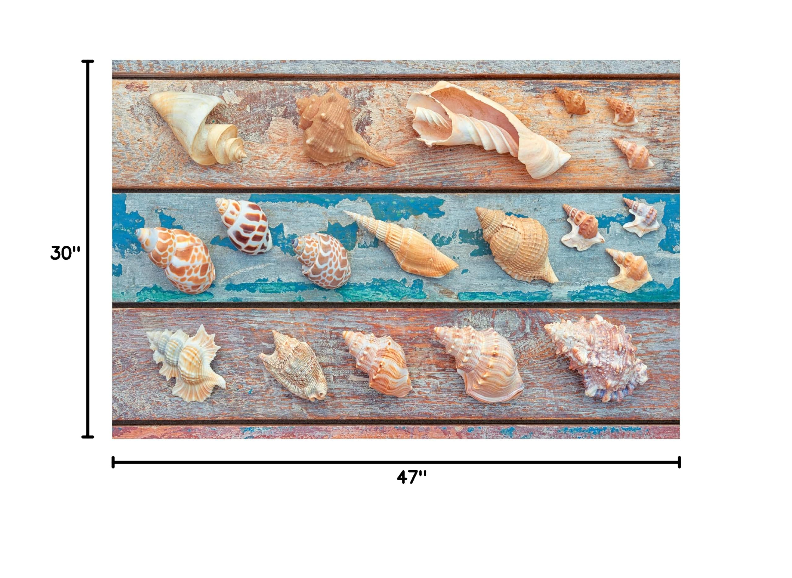 Trademark Fine Art 'Sea Snail Shells' Canvas Wall Art by Cora Niele - Coastal Beach House Decor, Ocean Themed Living Room Painting