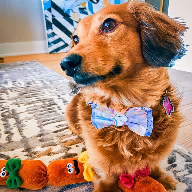 Sparkle Unicorn Dog Collar with Bow Tie - Adjustable Pet Collar for Small & Medium Dogs - Perfect for Parties, Halloween & Dress-Up Occasions