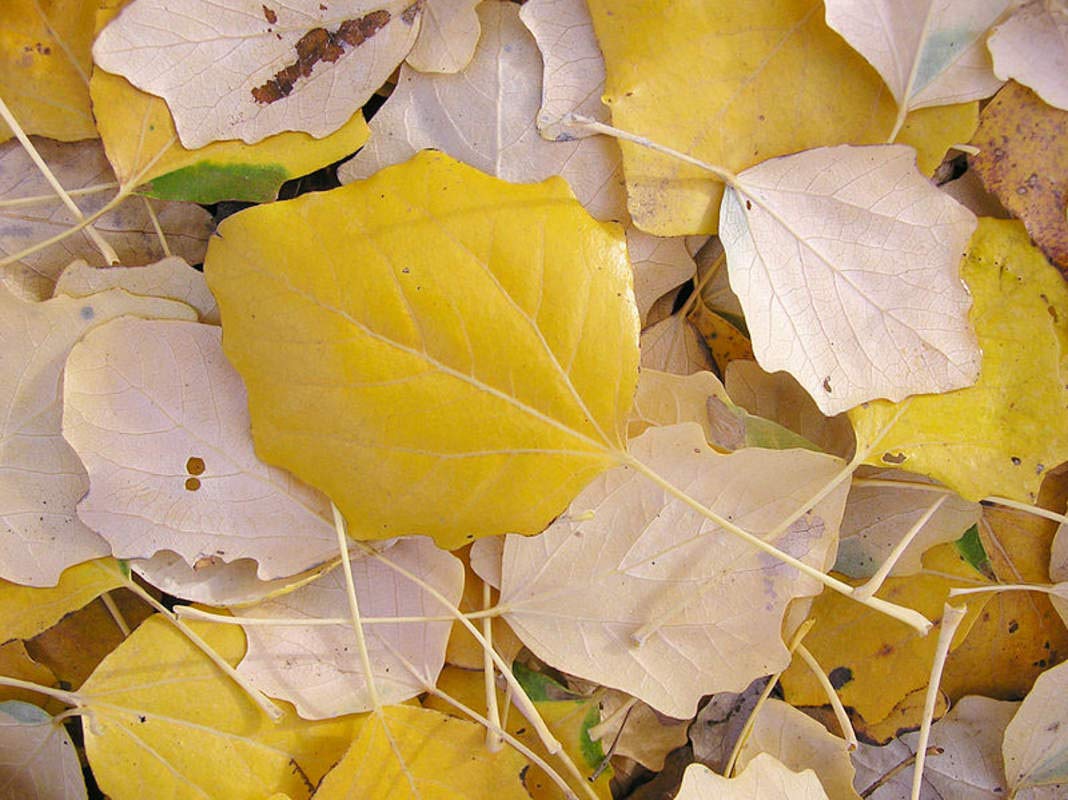 1 oz Populus Canescens Seeds (Approx 62,375 Seeds) - Abele, Silver Poplar, Silverleaf Poplar, White Poplar Tree Seeds for Landscaping, Windbreaks & Erosion Control
