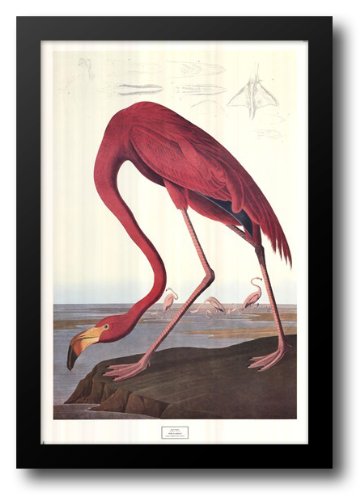 Audubon Pink Flamingo 28x40 Framed Art Print - Tropical Wall Decor for Living Room, Bedroom & Office | John James Audubon Wildlife Painting