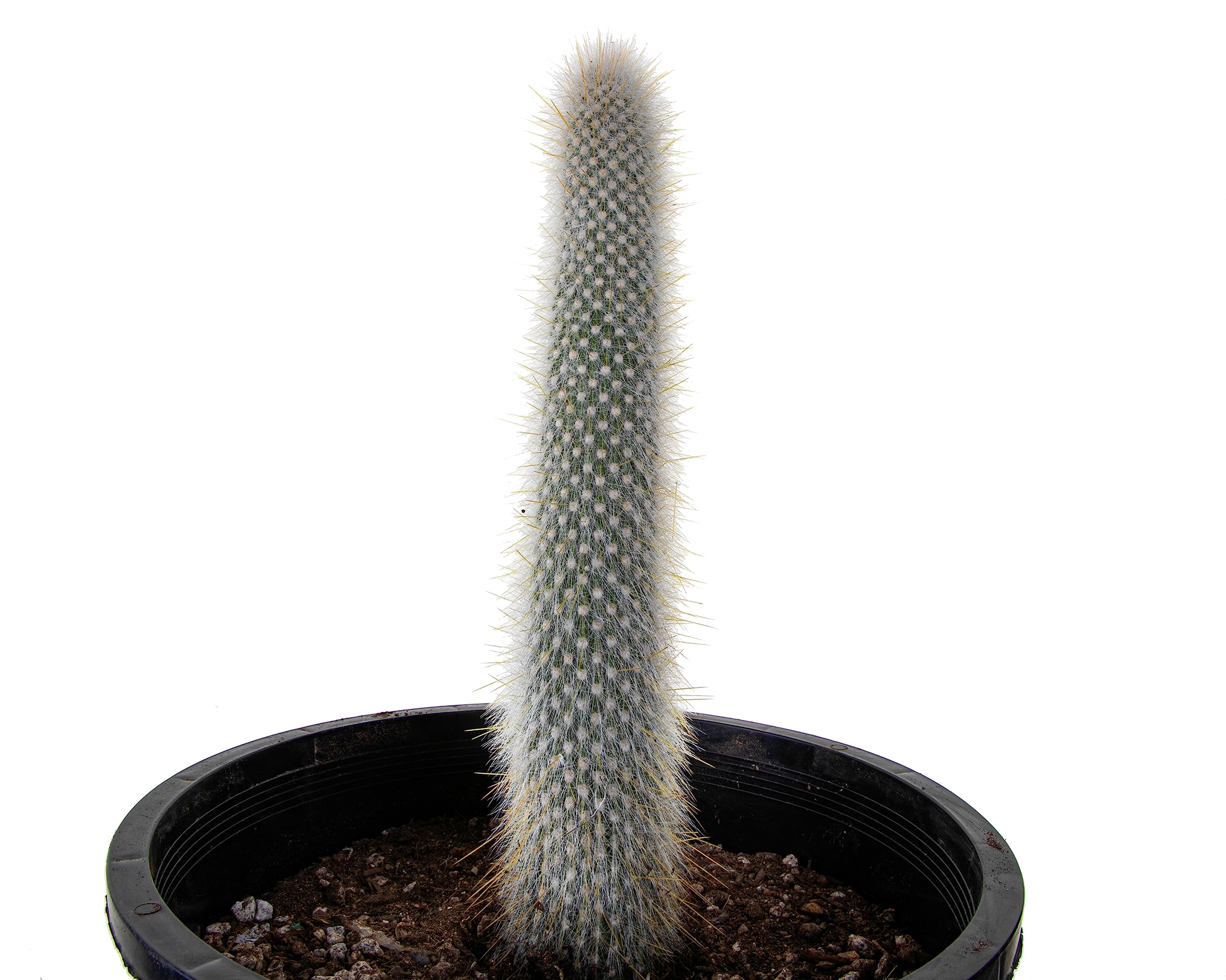 Live Cactus Plants for Sale - Indoor & Outdoor Succulent Plants, Silver Torch Cactus | Perfect for Home Decor, Office Desk & Garden Landscaping