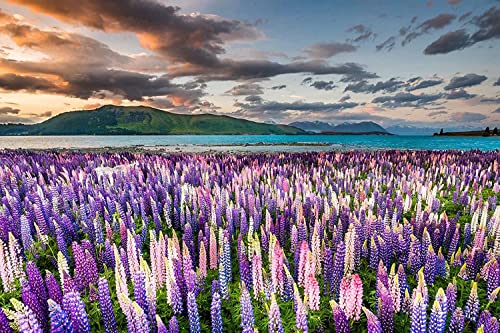 Blooming Lupine Flowers