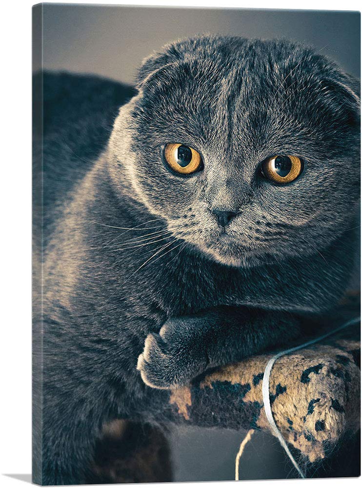 Scottish Cat Canvas Art Print - Stretched Framed Wall Decor Painting (40x26 Inch) - Premium Giclee Home Decor for Living Room, Bedroom & Office