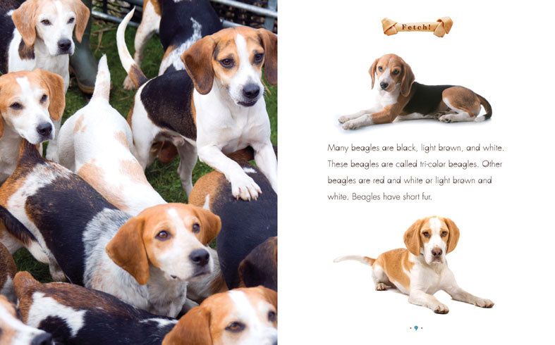Beagles Book - 9781608183609 | Dog Training, Pet Care & Breed Guide for Beagle Lovers | Perfect for Gifts & Dog Owners