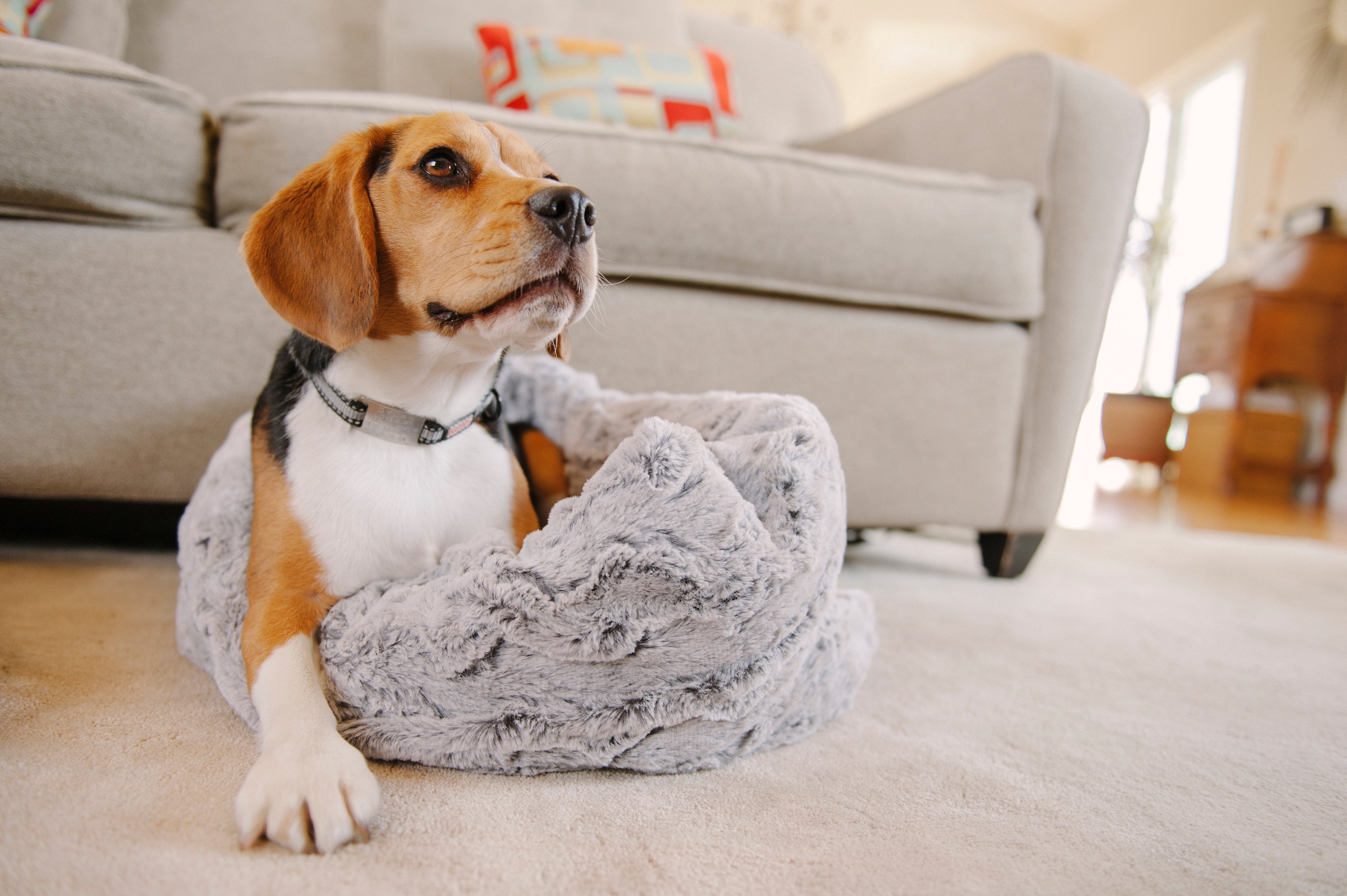 Pet P.L.A.Y. Snuggle Dog Bed - Soft Grey Plush Orthopedic Cushion for Small & Medium Dogs - Perfect for Bedrooms, Living Rooms & Pet Travel