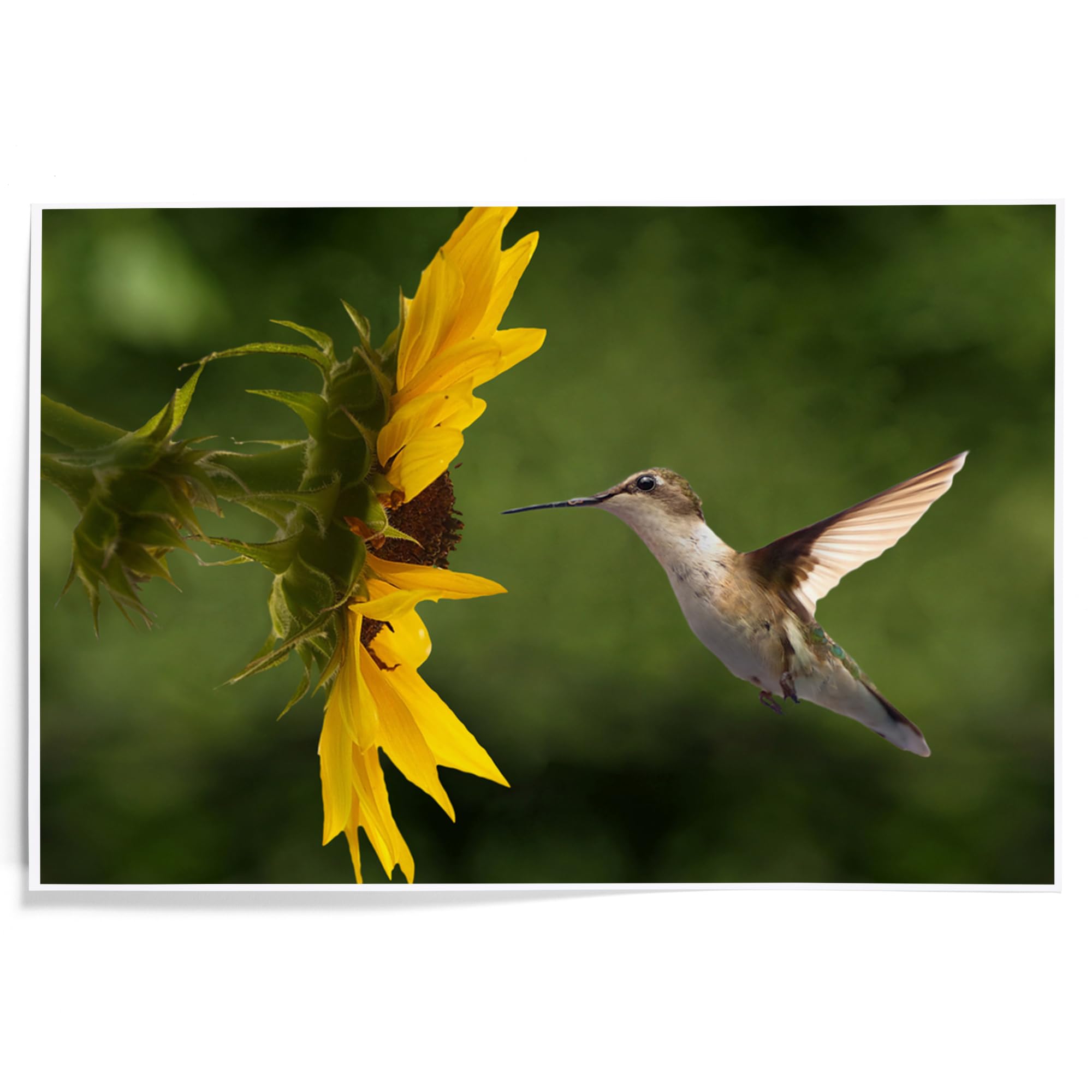 Lantern Press 12x18 Inch Hummingbird Art Print - Vibrant Wall Decor for Living Room, Bedroom & Office - Nature Inspired Home Decoration
