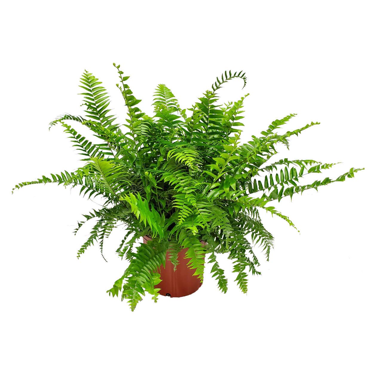 Macho Fern - Sword Fern Plant (Nephrolepis Biserrata) - 28