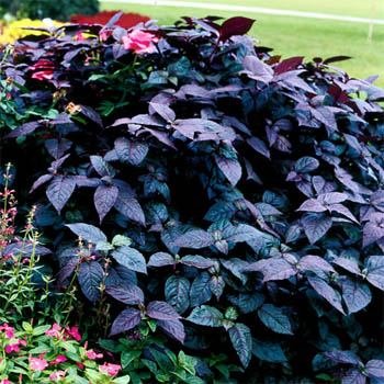 Outsidepride Alternanthera Purple Knight - 10 Garden Shrub Plant Seeds for Landscaping, Borders & Container Gardening