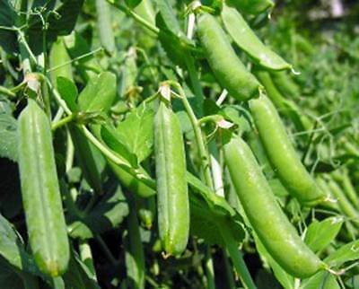 Organic Heirloom Thomas Laxton Pea Seeds - Non-GMO, 50+ Seeds - Perfect for Home Gardening, Sustainable Farming & Fresh Pea Harvests