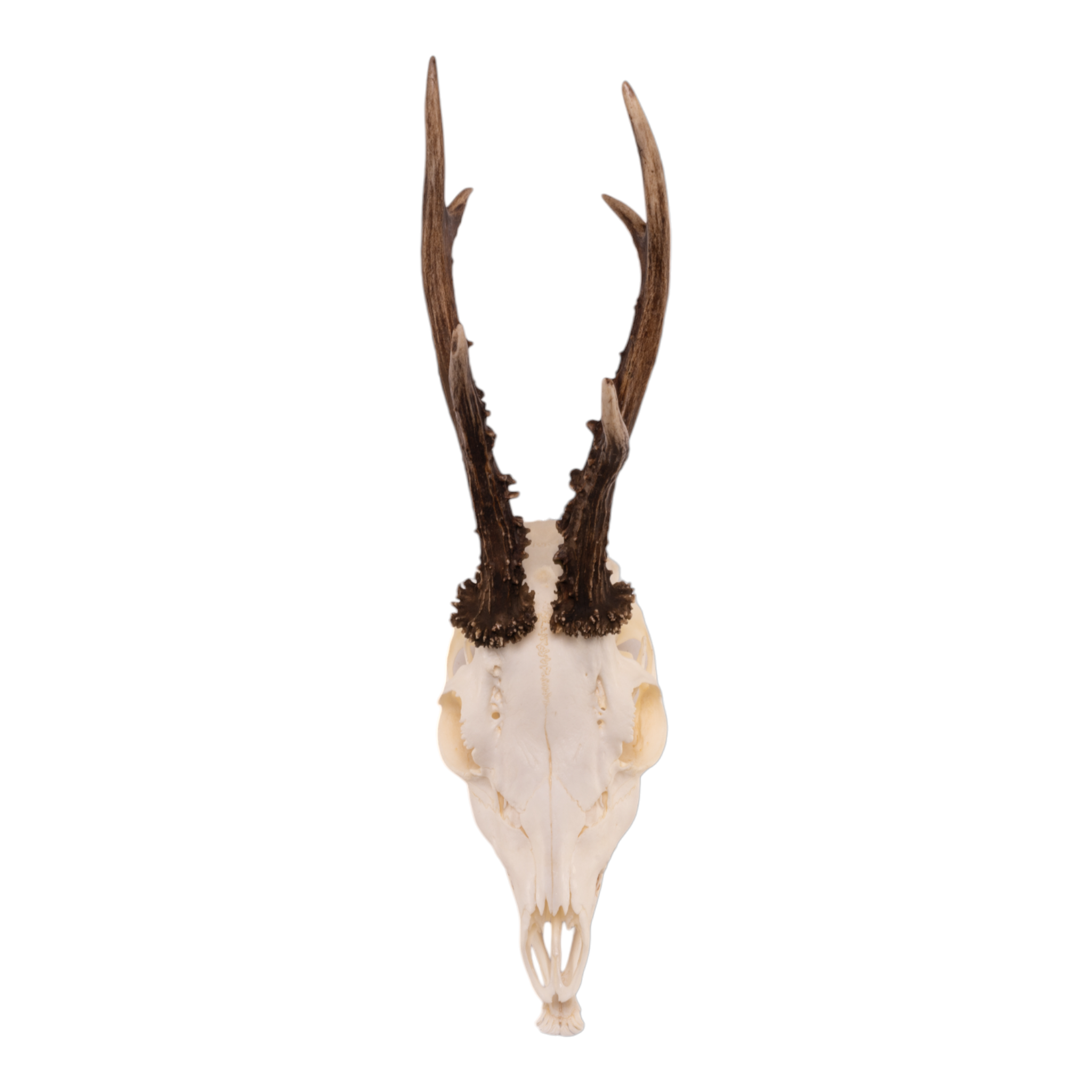 Real Roe Deer Skull with Mandible - European Mount Taxidermy for Home Decor, Hunting Trophy & Gothic Display | Perfect for Cabin, Man Cave & Halloween Decorations
