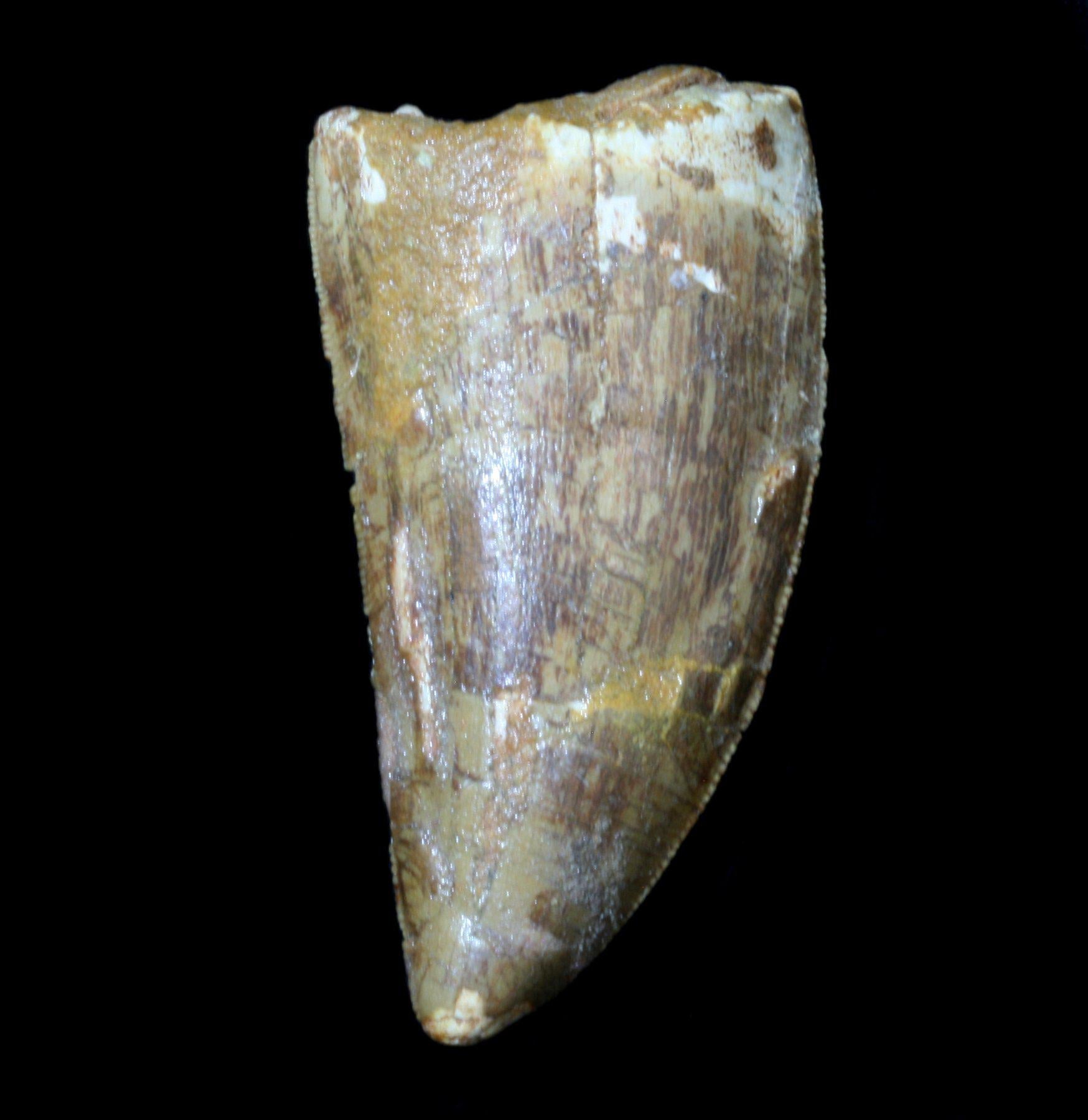 Authentic Carcharodontosaurus Dinosaur Tooth Fossil - Rare Prehistoric Collectible for Paleontology Enthusiasts & Home Decor Display