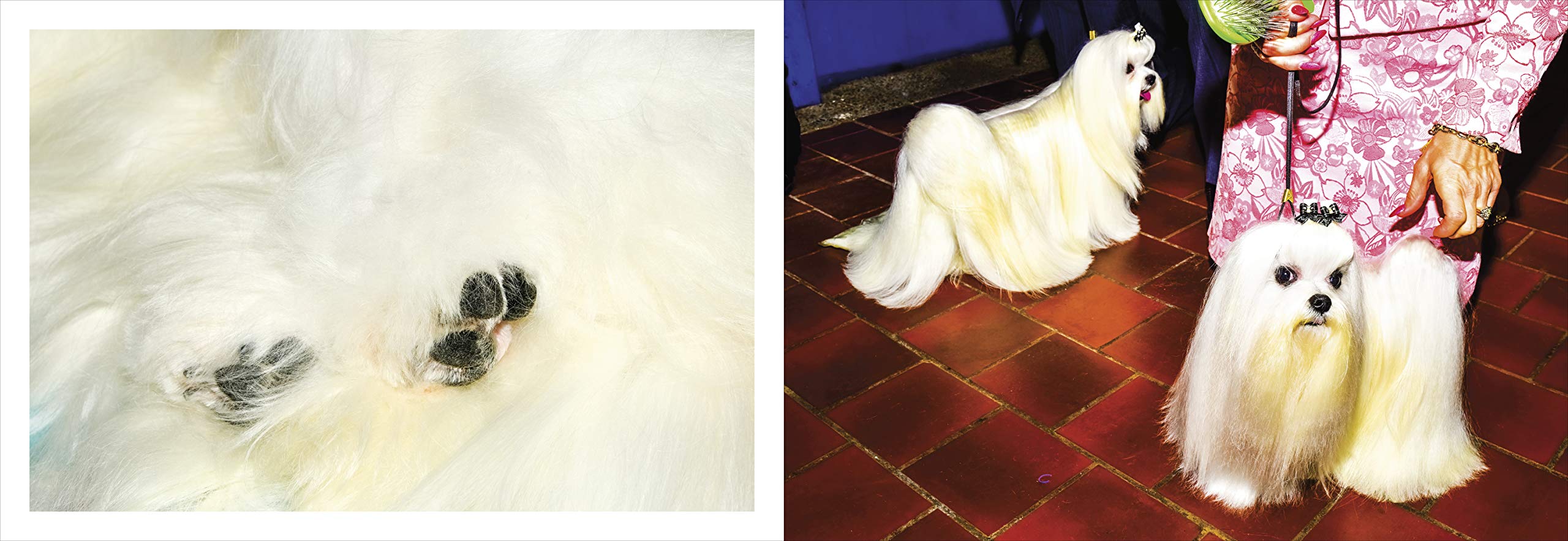Best in Show: Award-Winning Dog Photography Book for Dog Lovers - Perfect Gift for Dog Show Enthusiasts & Coffee Table Decor