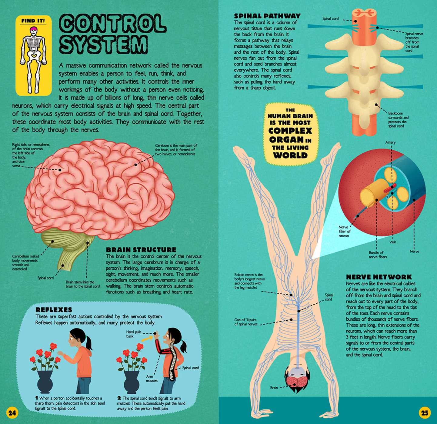 Build the Human Body - DIY Human Anatomy Model Kit for Kids & Adults | STEM Educational Science Toy for Classroom, Home Learning & Medical Study