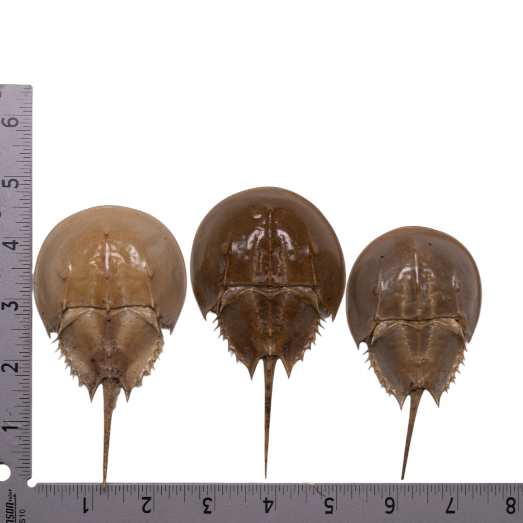 Authentic Horseshoe Crab Molt - Natural Marine Specimen for Science, Education & Beach Decor | Perfect for Classroom, Aquarium & Coastal Home Decor