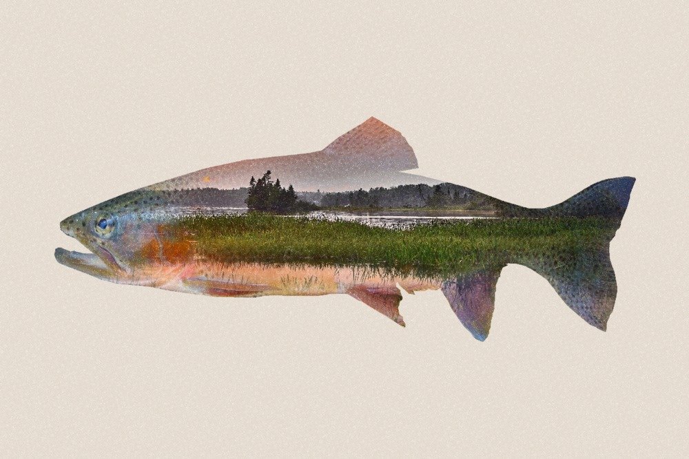 Lantern Press Trout Double Exposure 16x24 Wrapped Canvas Wall Art - Nature Inspired Home Decor for Living Room, Bedroom & Office