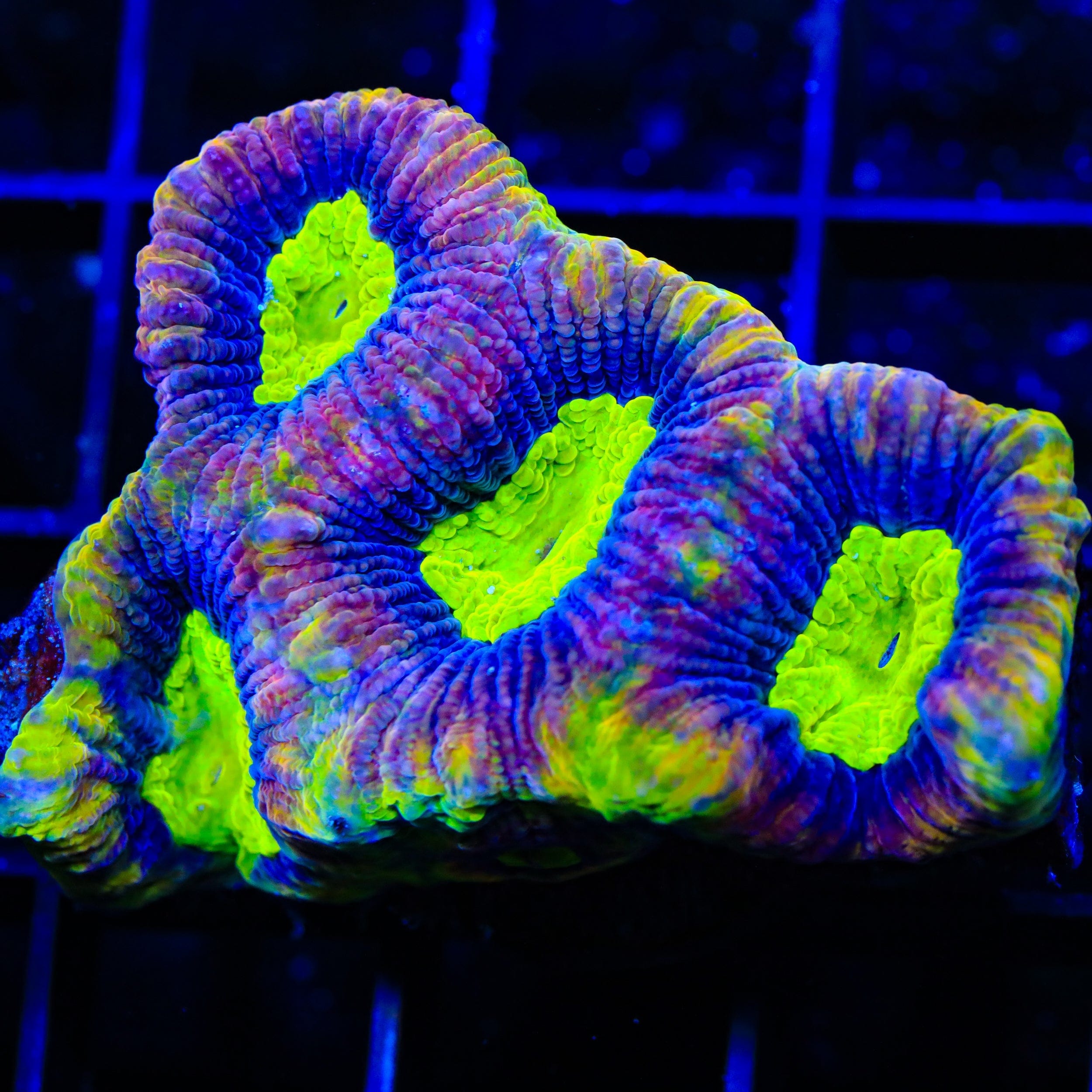 Dragon Soul Favia Colony Coral - Premium Saltwater Aquarium Coral for Reef Tanks | Perfect for Marine Aquascaping & Coral Propagation
