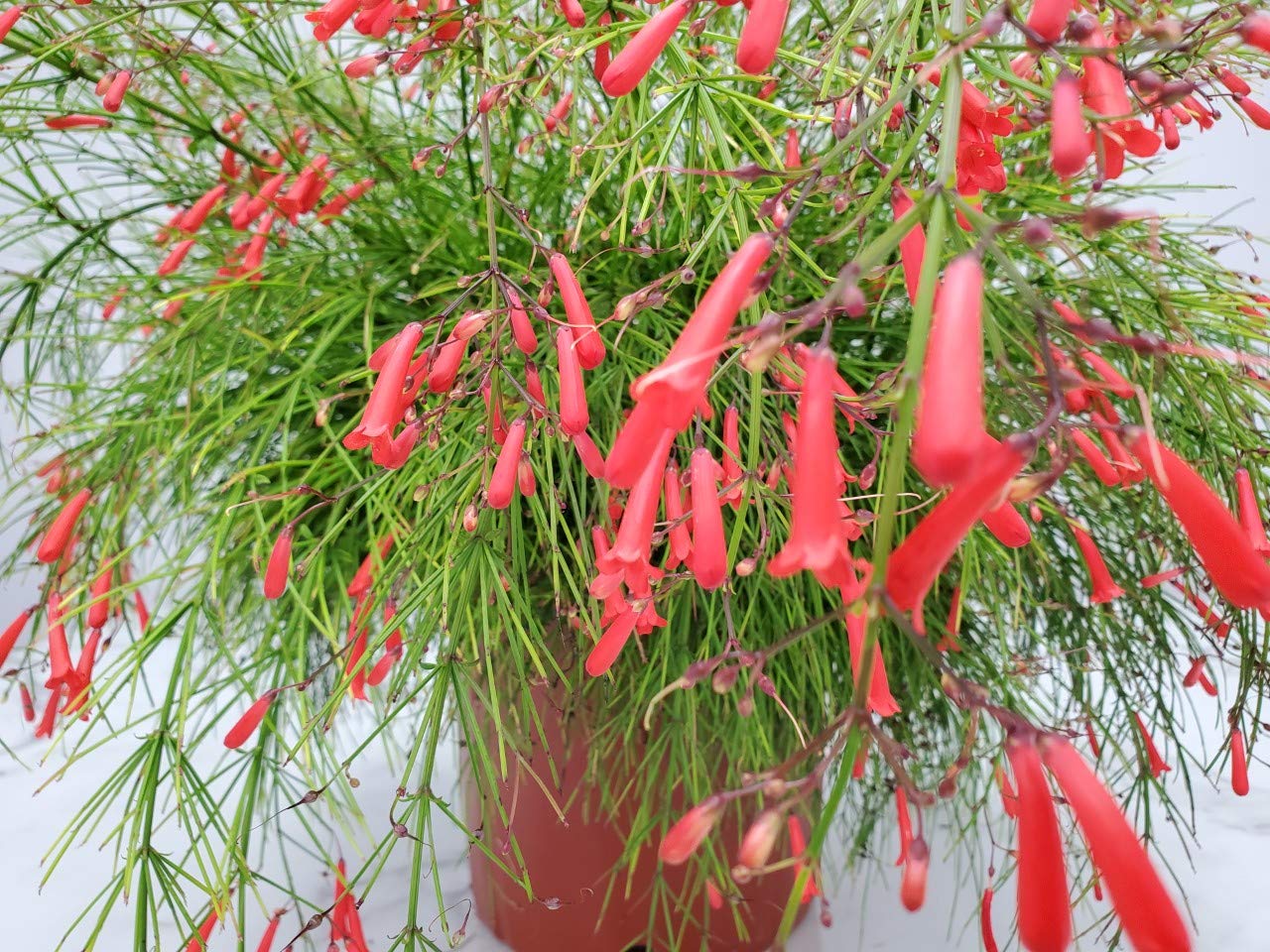 Red Firecracker Bush Live Plant - 24