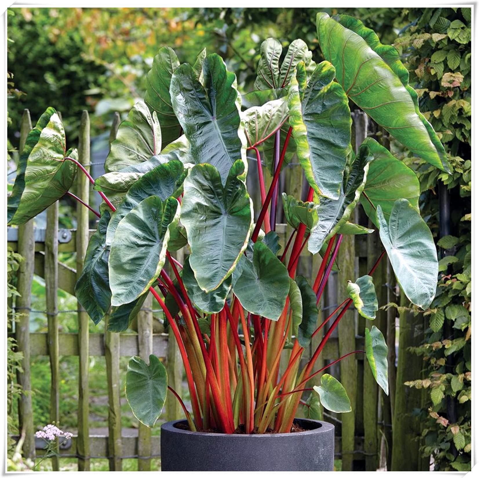 Elephant Ear Bulbs - Perennial Plants for Year-Round Growth in Pots | Indoor/Outdoor Garden Decor | Perfect Plant Gift for Home & Office (Pack of 3)