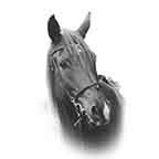 Animal Horse Mane