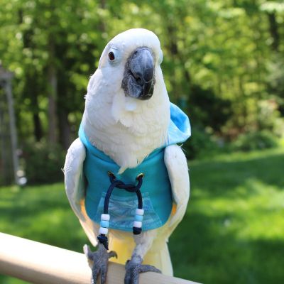 Avian Fashions Hoodie - Stylish Ocean Blue Pullover Sweatshirt for Men & Women | Perfect for Casual Wear, Outdoor Activities & Street Fashion