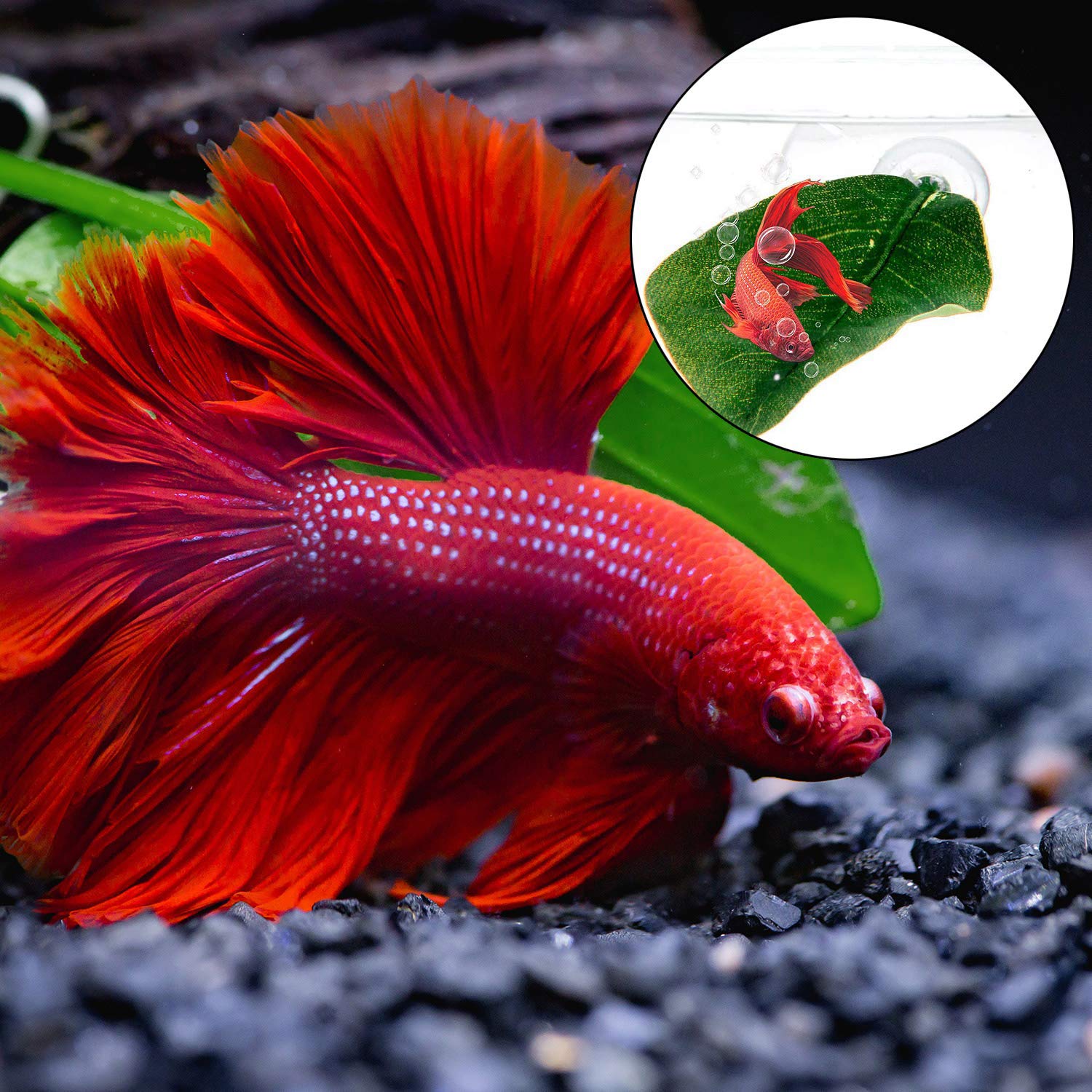 4pcs Betta Bead Leaf Hammock - Silk Betta Fish Leaf Lounger & Hideout Toy - Lightweight Realistic Aquarium Plants for Fish Tank Decor - Perfect for Betta Fish Resting & Playing