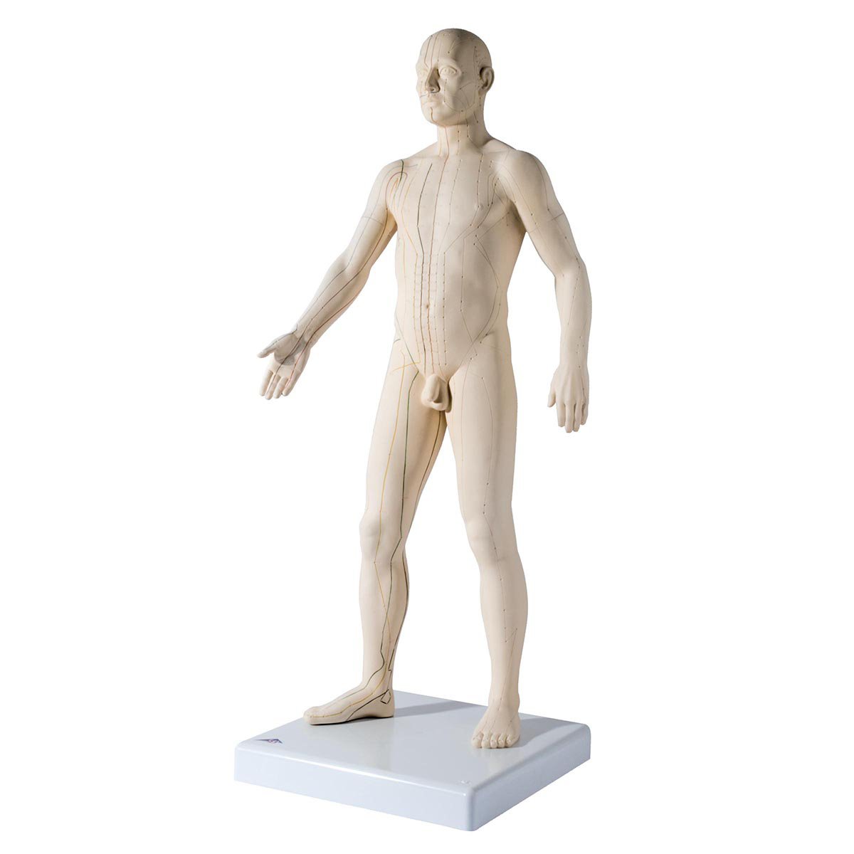 3B Scientific N30 Acupuncture Male Model - 31.5