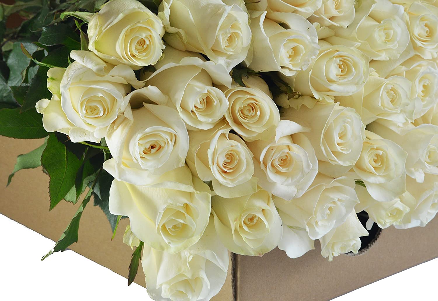 Kabloom Premium 100 White Roses Long Stem (60cm/24in) - Fresh Wedding Flowers for Bouquets, Centerpieces, Anniversaries, Birthdays, Mother's Day - Fast Overnight Delivery - Wholesale Bulk Flowers for Events & Special Occasions