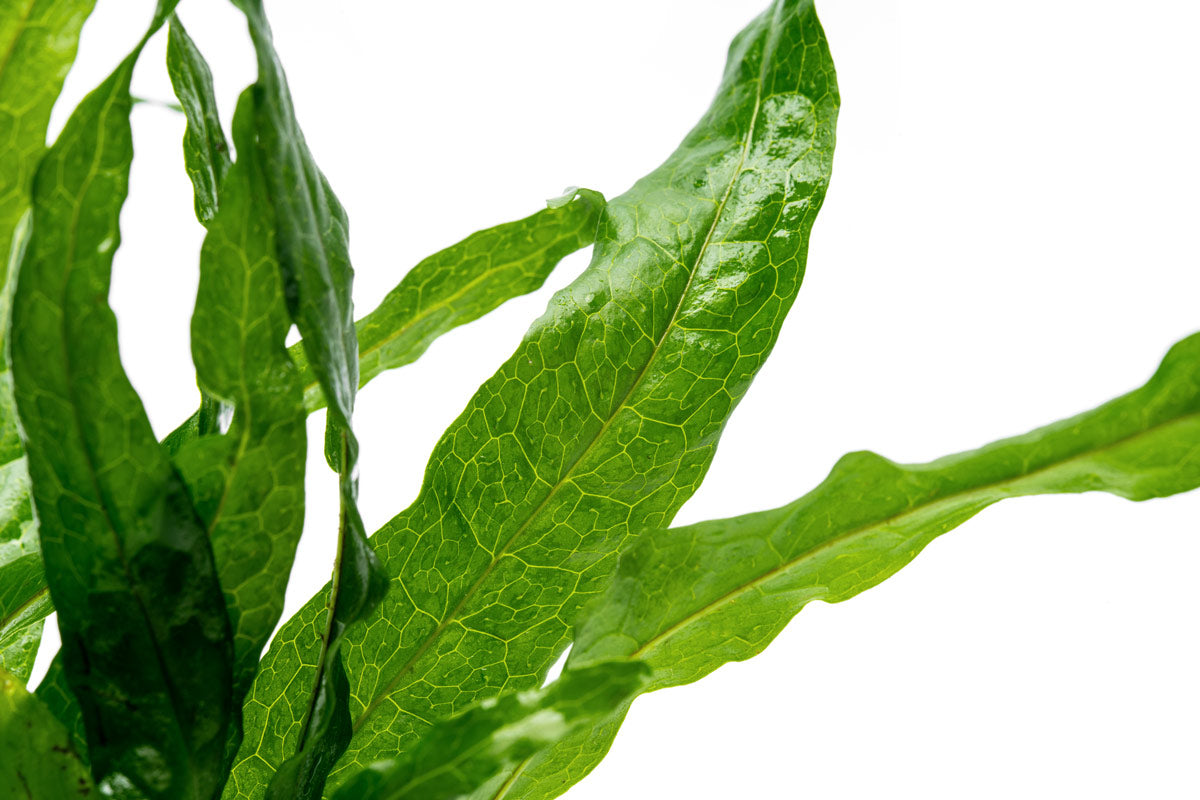 Java Fern Soft Leaf - Live Aquarium Plant for Fish Tanks, Freshwater Aquascaping & Low Light Aquariums - Perfect for Beginners & Shrimp Tanks