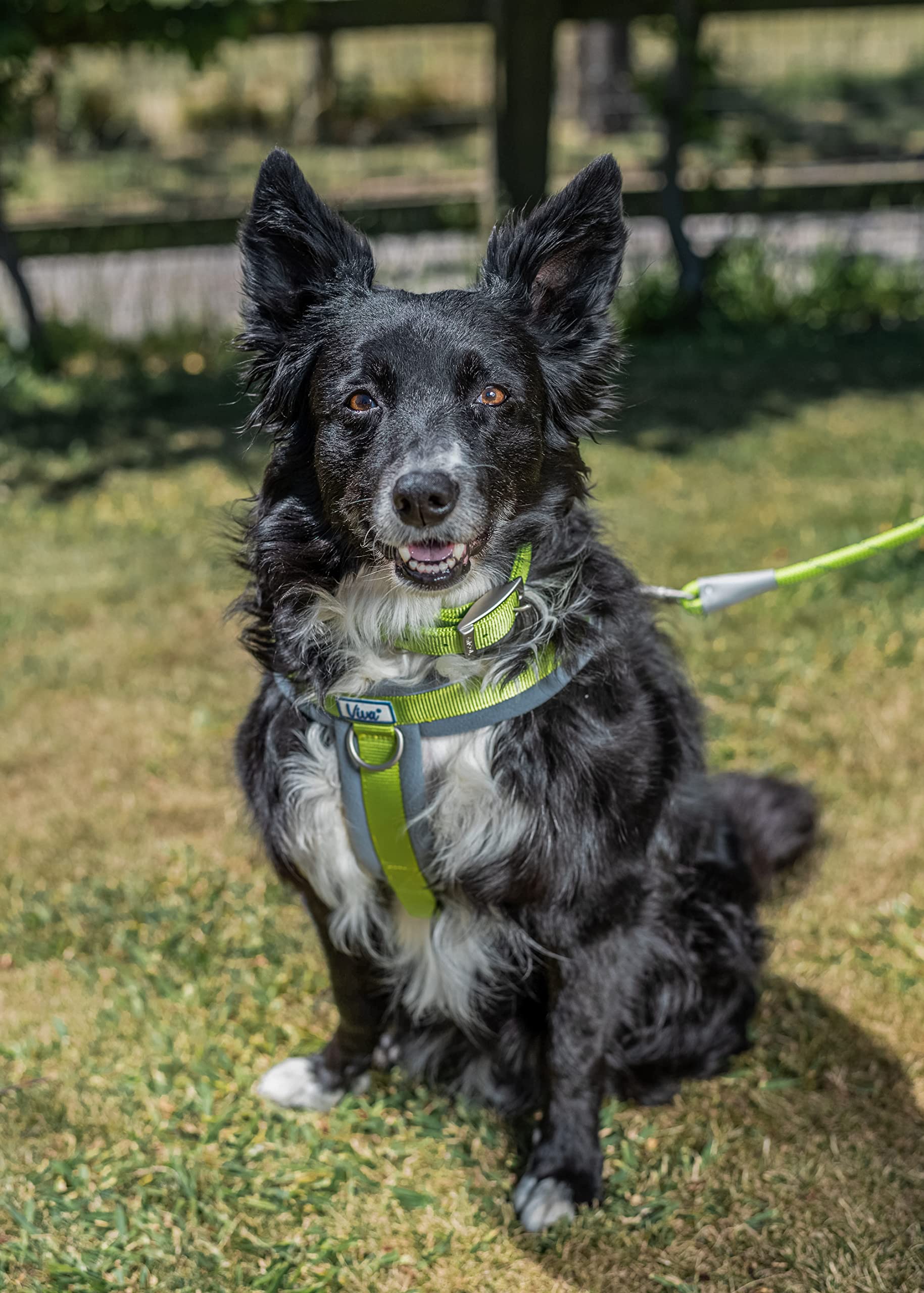 Ancol Viva Padded Strong Dog Chest Harness - Medium Size, Lime Green - Comfortable & Secure Walking Harness for Medium Dogs - Perfect for Outdoor Adventures, Training & Daily Walks