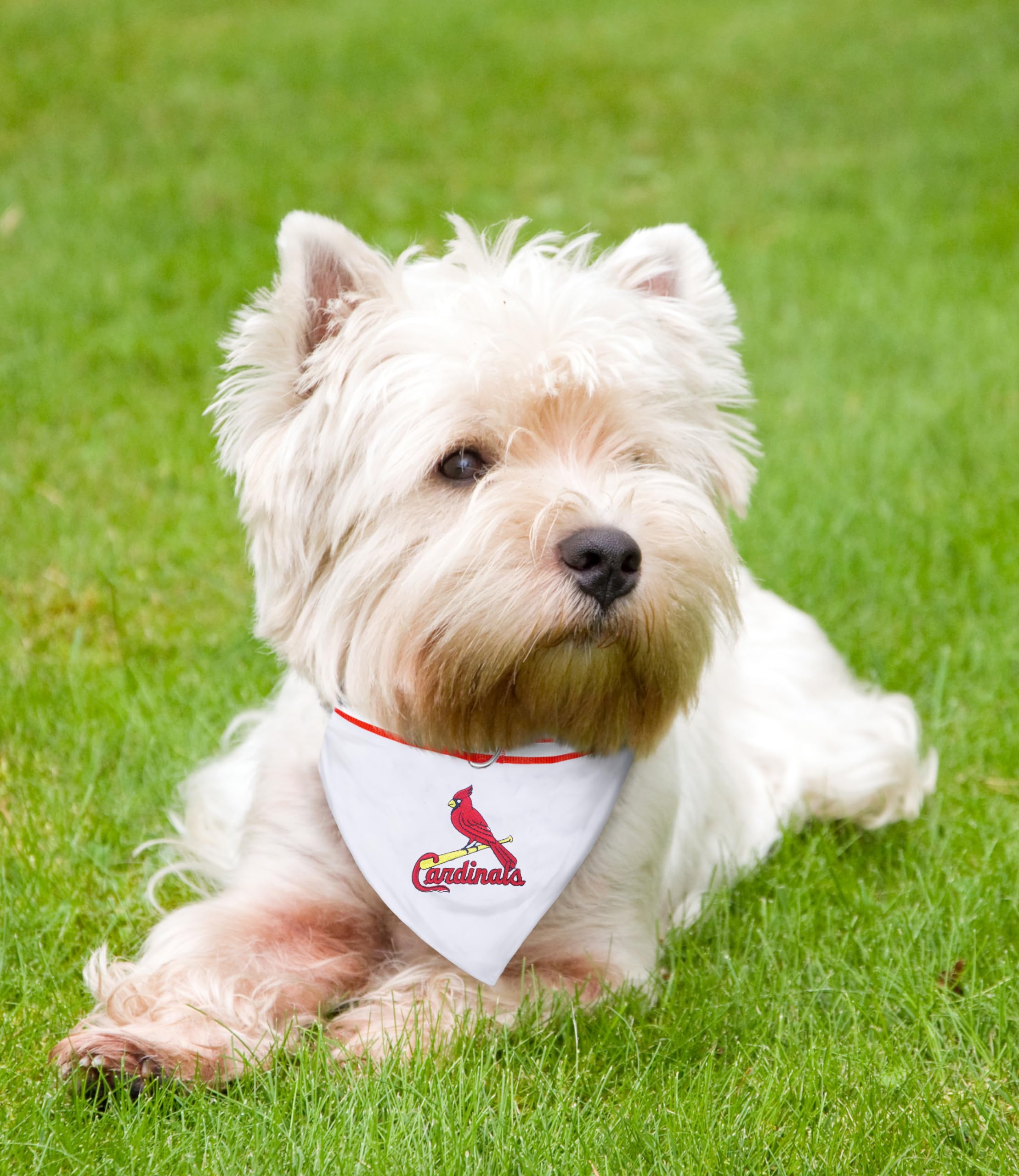 Pets First MLB Bandana - Saint Louis Cardinals Adjustable Reflective Dog Bandana & Collar Set for Small Dogs - Perfect for Game Day, Walks, and Pet Fashion