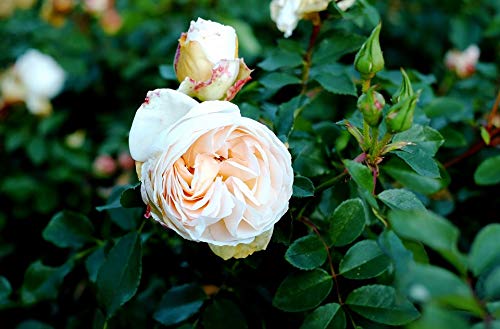 20x30 Inch Laminated Rose Bloom Poster - Vibrant Floral Wall Art for Home Decor, Apricot Rose Fragrant Blossom Print - Perfect for Living Room, Bedroom & Office Decoration